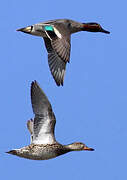 Eurasian Teal