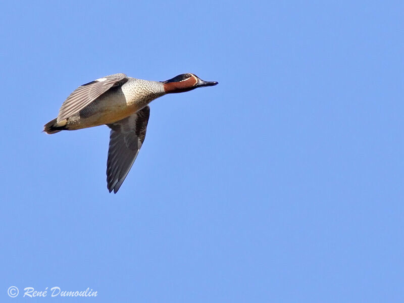 Eurasian Teal male adult breeding, Flight