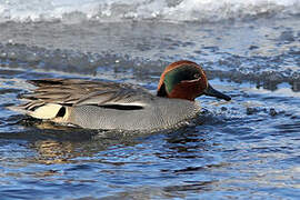 Eurasian Teal