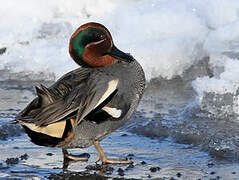 Eurasian Teal