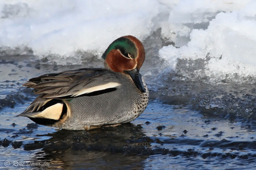 Eurasian Teal male adult breeding, identification, care