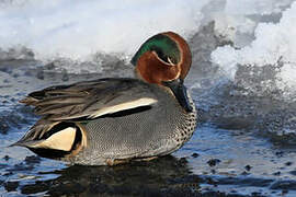 Eurasian Teal