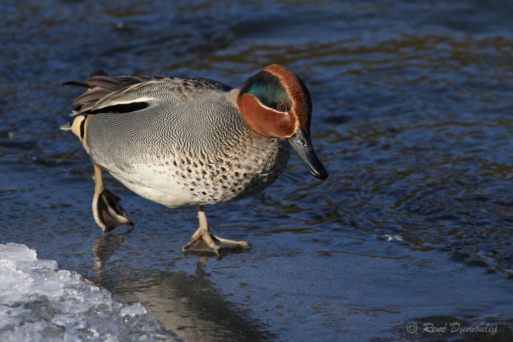 Eurasian Teal male adult breeding, identification, walking