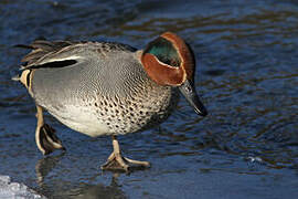 Eurasian Teal