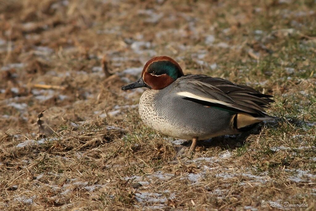 Eurasian Teal male adult breeding