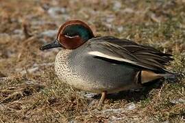 Eurasian Teal