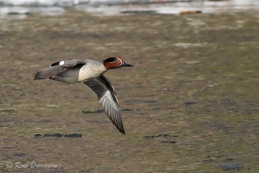 Eurasian Teal male adult breeding, Flight