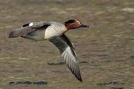 Eurasian Teal