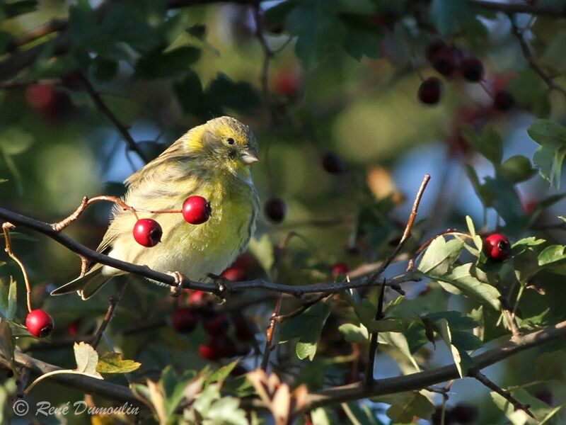 Serin cini mâle adulte internuptial, identification