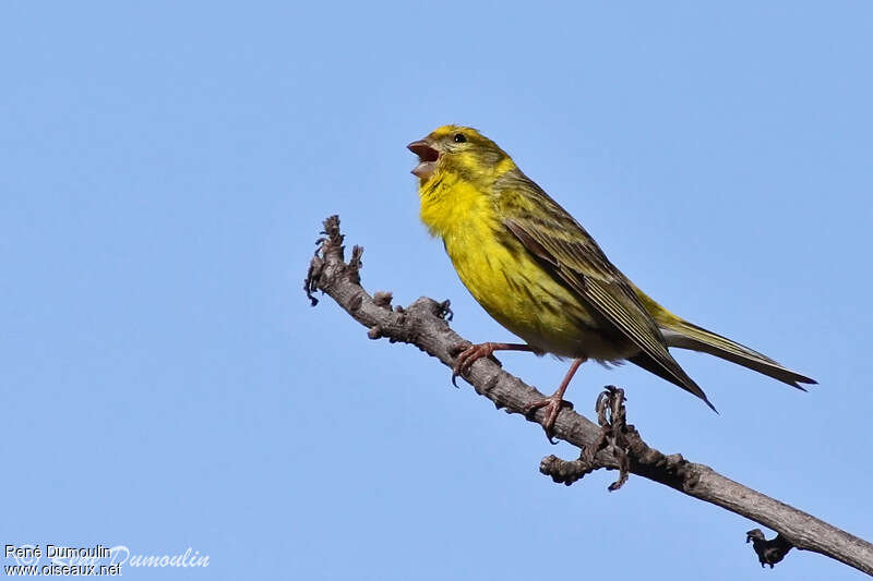 Serin cini mâle adulte, chant