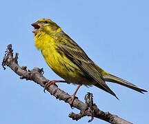 European Serin