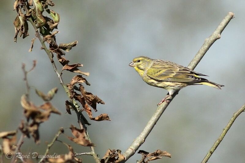 Serin cini mâle, identification