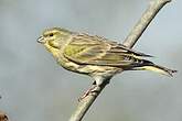 Serin cini