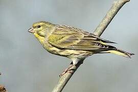 European Serin