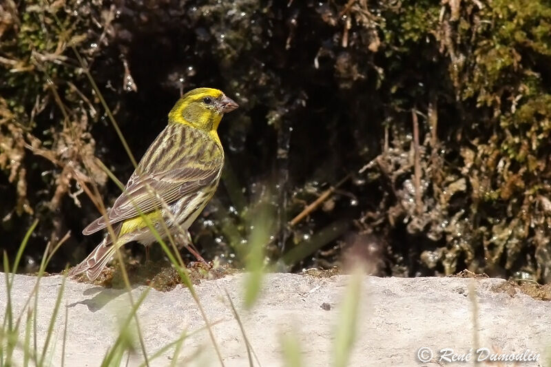 European Serin male adult, identification