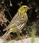 Serin cini