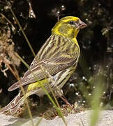 European Serin