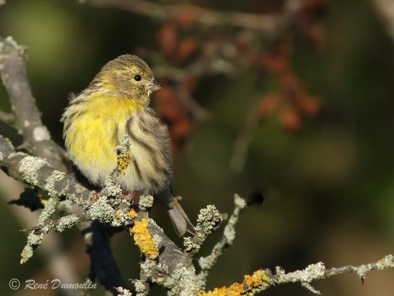 European Serin female adult, identification