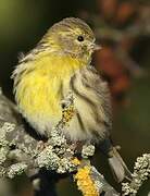 European Serin