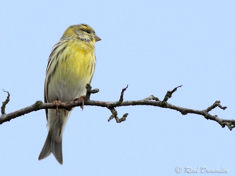 European Serin male, identification