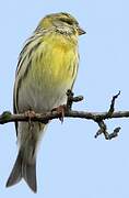 European Serin