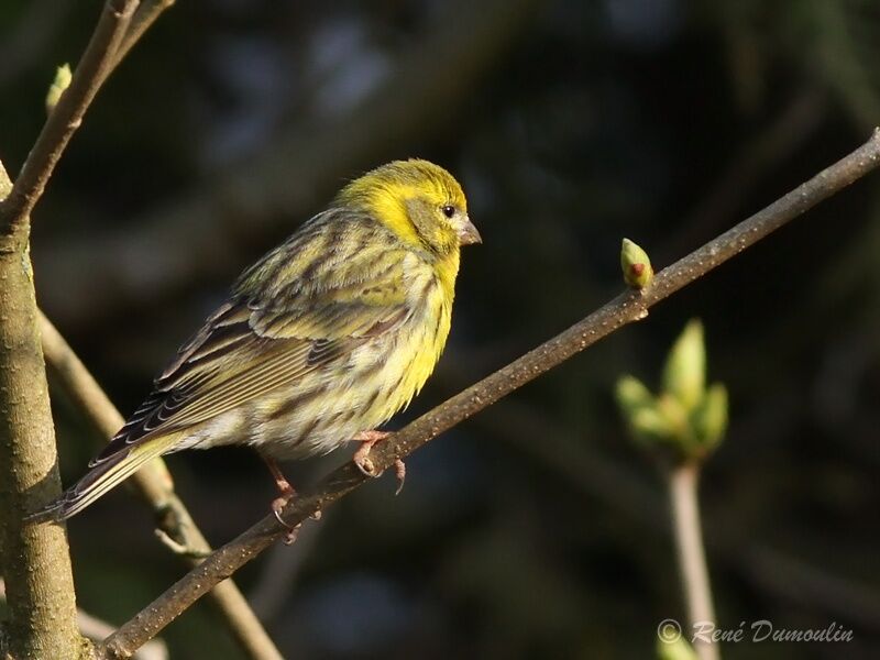 European Serin male adult, identification