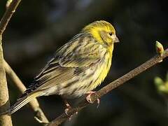 European Serin