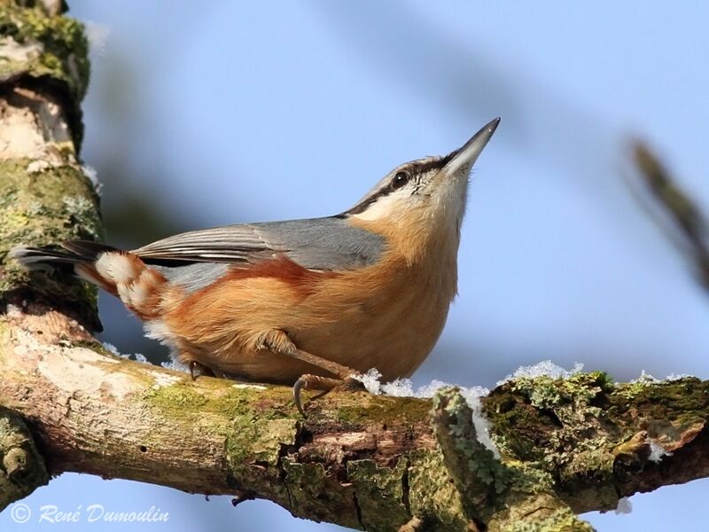 Eurasian Nuthatchadult, identification