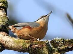 Eurasian Nuthatch