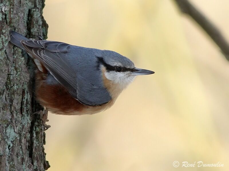 Eurasian Nuthatchadult, identification