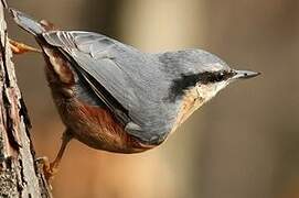 Eurasian Nuthatch