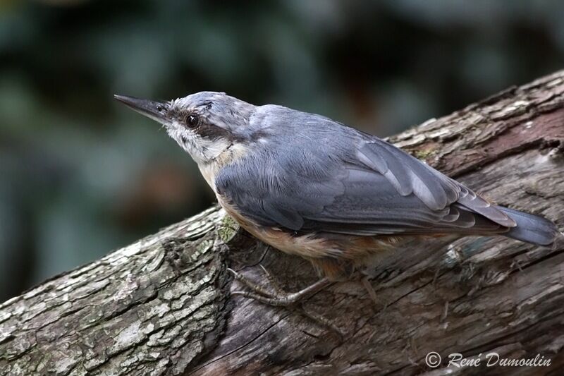 Eurasian Nuthatchadult, identification