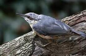 Eurasian Nuthatch