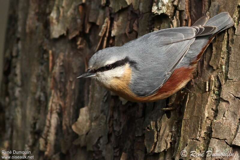 Eurasian Nuthatch male adult, pigmentation