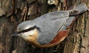 Eurasian Nuthatch