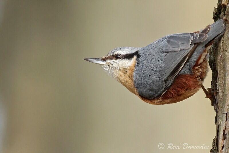 Eurasian Nuthatchadult, identification