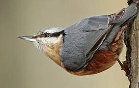 Eurasian Nuthatch