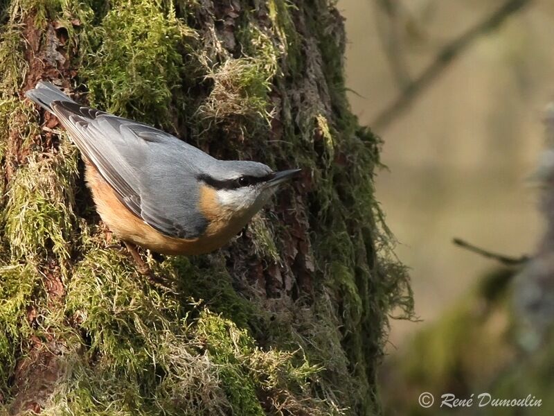 Eurasian Nuthatchadult, identification