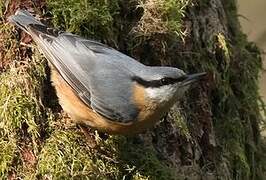 Eurasian Nuthatch