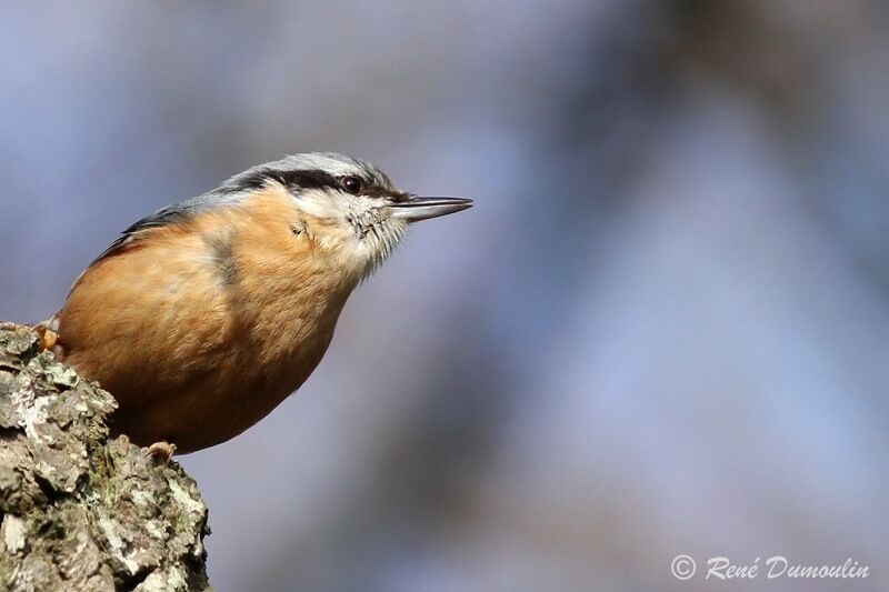 Eurasian Nuthatchadult, identification, song