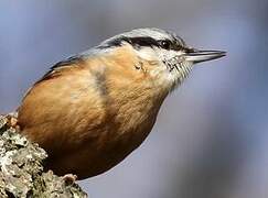 Eurasian Nuthatch