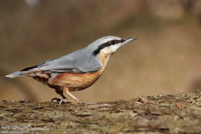 Eurasian Nuthatchadult breeding, identification