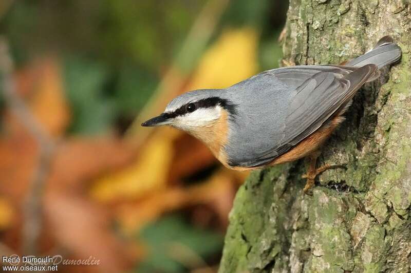 Eurasian Nuthatchadult, habitat, pigmentation, Behaviour