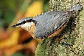 Eurasian Nuthatch