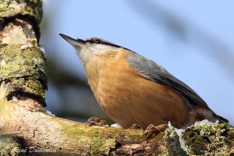 Sittelle torchepotadulte, identification