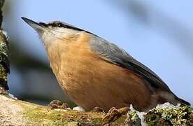 Eurasian Nuthatch