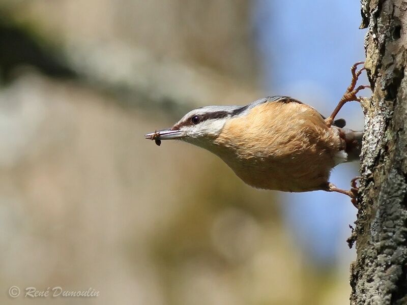 Eurasian Nuthatchadult, identification