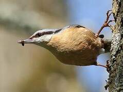 Eurasian Nuthatch