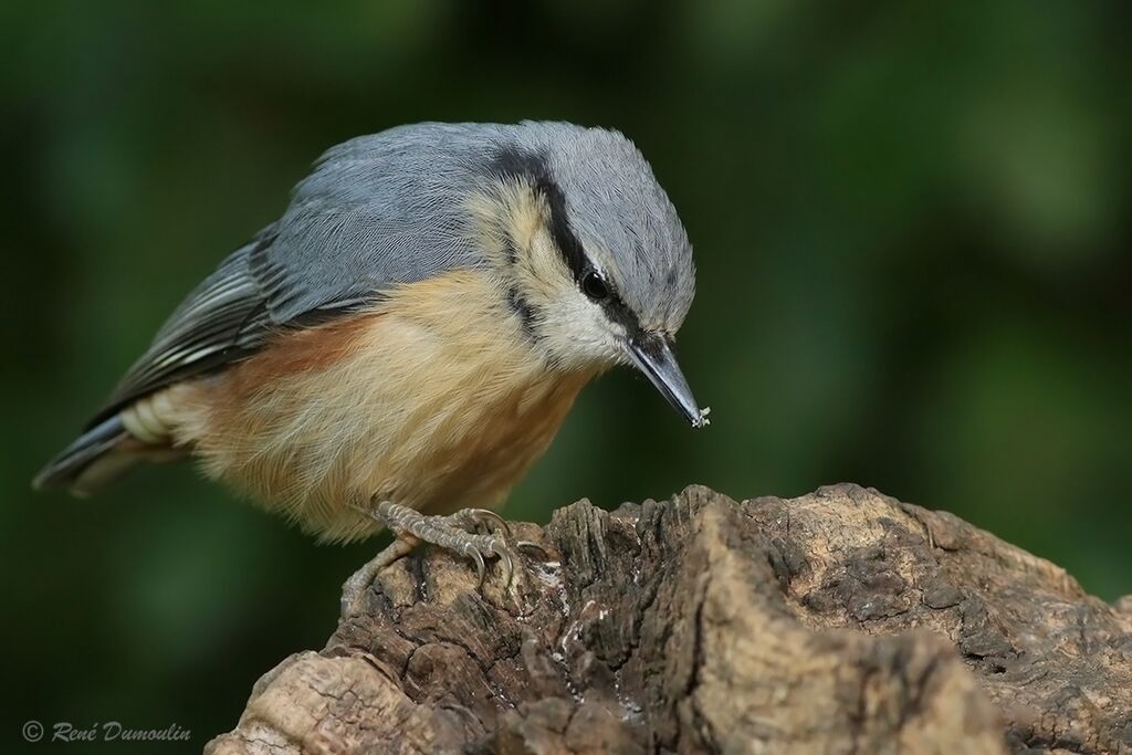 Eurasian NuthatchFirst year, identification