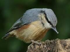 Eurasian Nuthatch